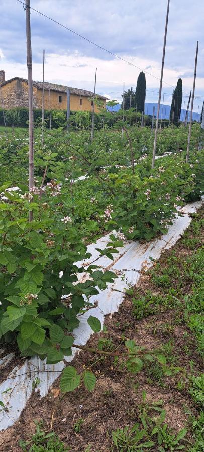 Agriturismo Il Casale Grande Vendégház Beroide Kültér fotó